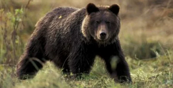 Urs semnalat în comuna Vărșag! A fost transmis mesaj RO-ALERT / Medvét észleltek Váraság községben – RO-ALERT riasztás érkezett