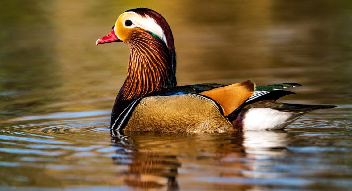 Spectacol inedit În Bihor: O rață mandarin atrage privirile pe lacul din Parcul Salca - FOTO