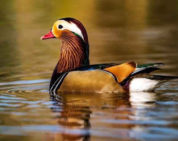 Spectacol inedit În Bihor: O rață mandarin atrage privirile pe lacul din Parcul Salca - FOTO