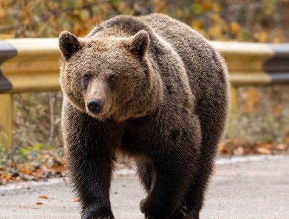 Urs semnalat în comuna Mugeni, Harghita: Locuitorii, avertizați prin RO-ALERT