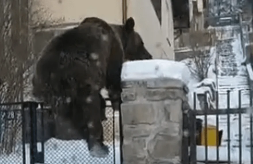 Ursoaică cu trei pui, semnalată în Alba Iulia – Alertă Ro-Alert emisă pentru locuitori