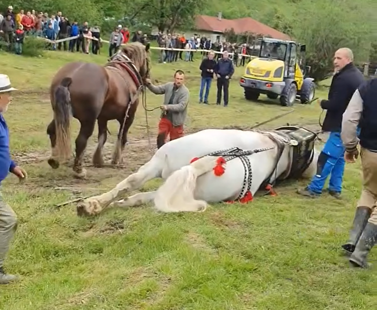 Bărbați arestați după ce au chinuit caii! I-au pus să tracteze o autoutilitară într-un chin de nedescris
