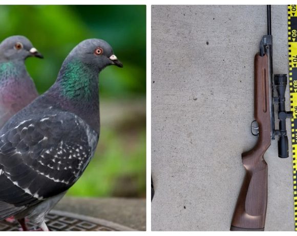 Un ardelean este cercetat penal pentru că a împușcat un porumbel - FOTO