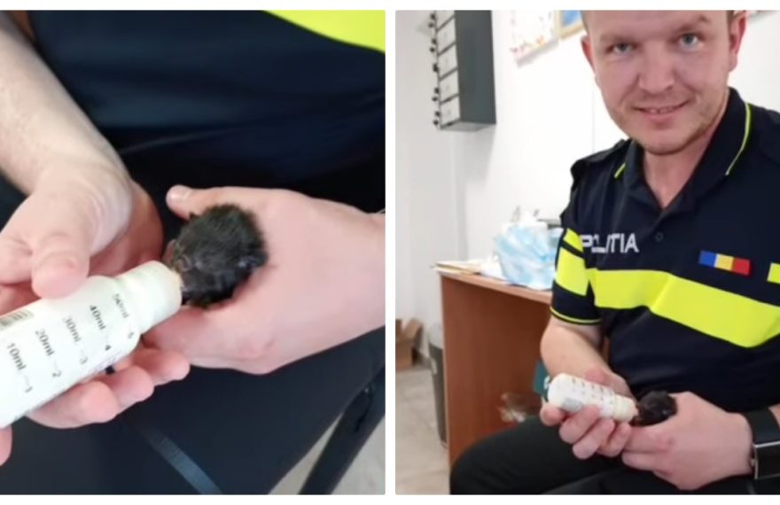 Pui de pisică salvați de polițiștii din Alba! I-au dus la secție și i-au hrănit cu biberonul - FOTO