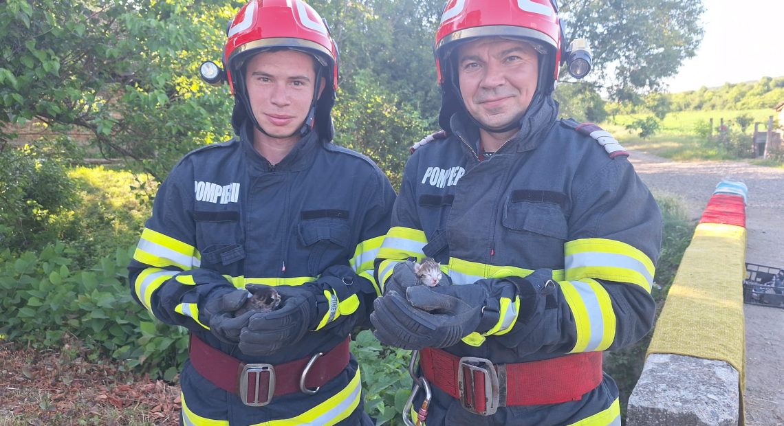 Sălaj - Două pisicuțe salvate de pompierii din Jibou, după apelul unei localnice
