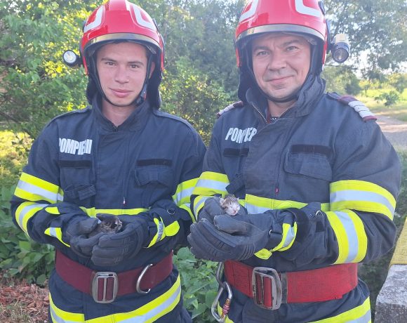 Sălaj - Două pisicuțe salvate de pompierii din Jibou, după apelul unei localnice