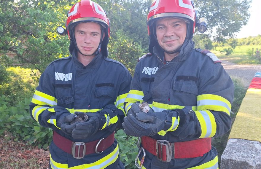 Sălaj - Două pisicuțe salvate de pompierii din Jibou, după apelul unei localnice
