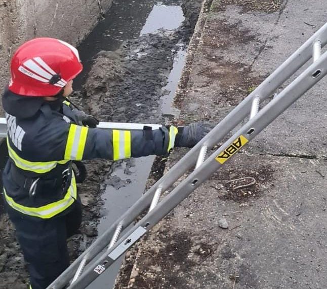 Pompierii din Alba au salvat un câine căzut într-un canal - FOTO