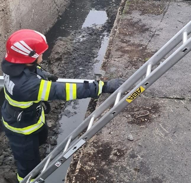 Pompierii din Alba au salvat un câine căzut într-un canal - FOTO