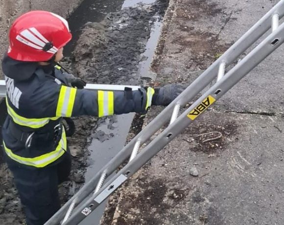Pompierii din Alba au salvat un câine căzut într-un canal - FOTO