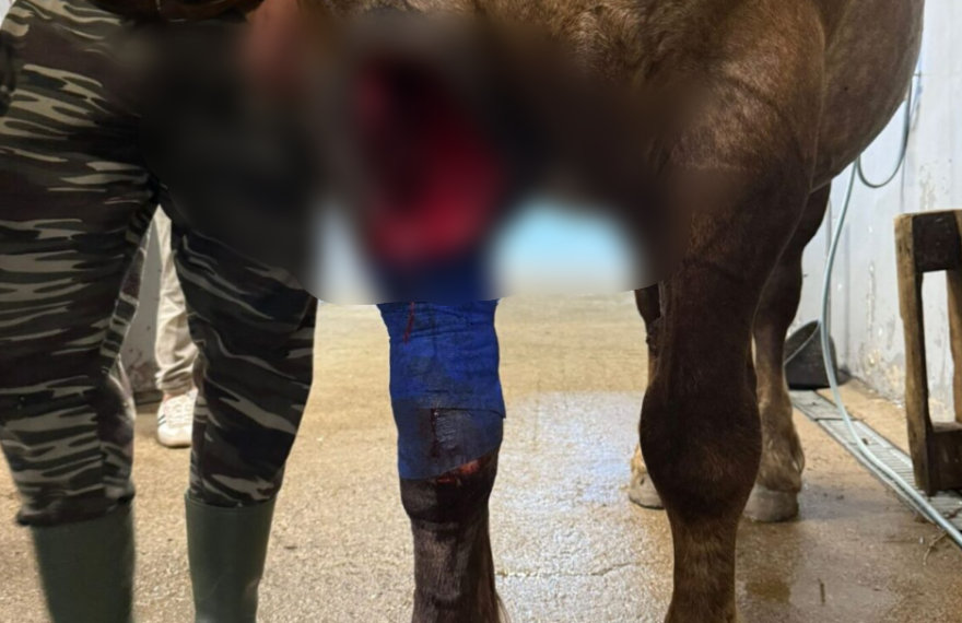 Cai sfâșiați la marginea pădurii Hoia. Vânător cu 13 ani experiență: „Posibil să fi fost un lup uriaș, nu urs!”