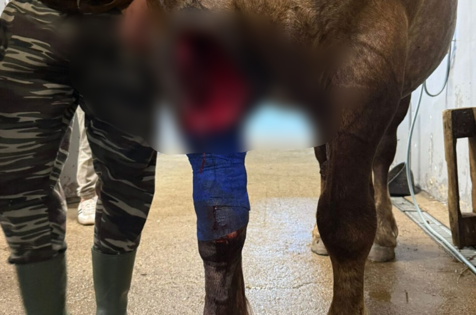 Cai sfâșiați la marginea pădurii Hoia. Vânător cu 13 ani experiență: „Posibil să fi fost un lup uriaș, nu urs!”