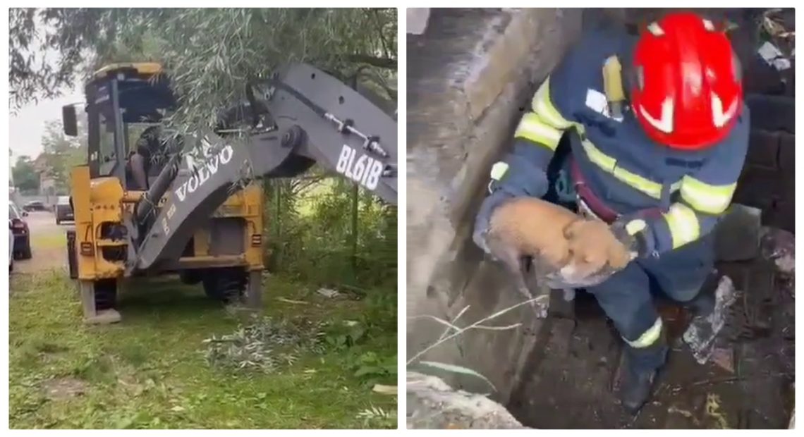 Un cățel blocat într-un canal din Vulcan, salvat de pompieri și un buldoexcavator - VIDEO