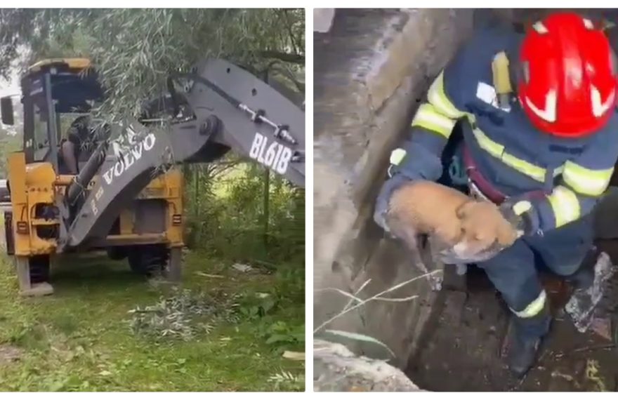 Un cățel blocat într-un canal din Vulcan, salvat de pompieri și un buldoexcavator - VIDEO