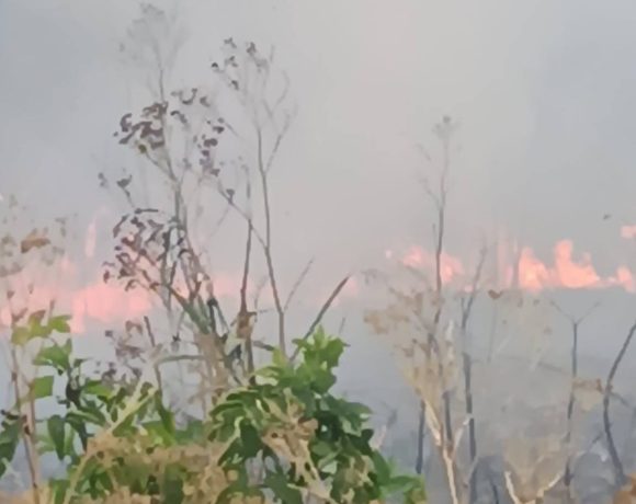 Incendii de vegetație uscată în Zona Industrială din Oradea și la Dumbrava – Pompierii bihoreni au salvat hale industriale de la distrugere
