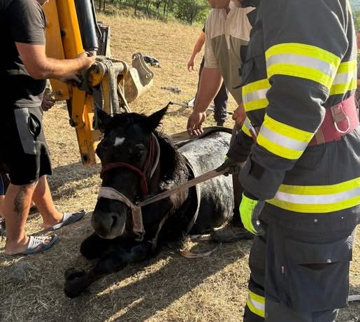 Cal salvat de pompieri după ce a căzut într-o fântână la Marca, județul Sălaj - FOTO