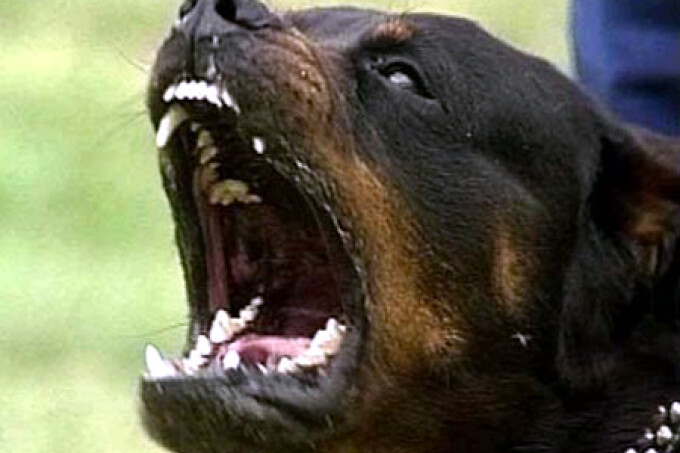 Un copil din Germania, mușcat de un Rottweiler într-un oraș din Ardeal. Cazul este șocant