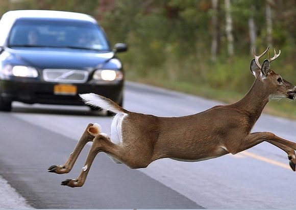 Accident la Budești! A evitat o căprioară și a ajuns la spital