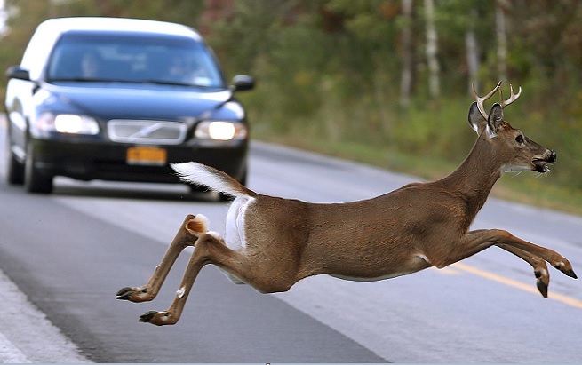 Accident la Budești! A evitat o căprioară și a ajuns la spital