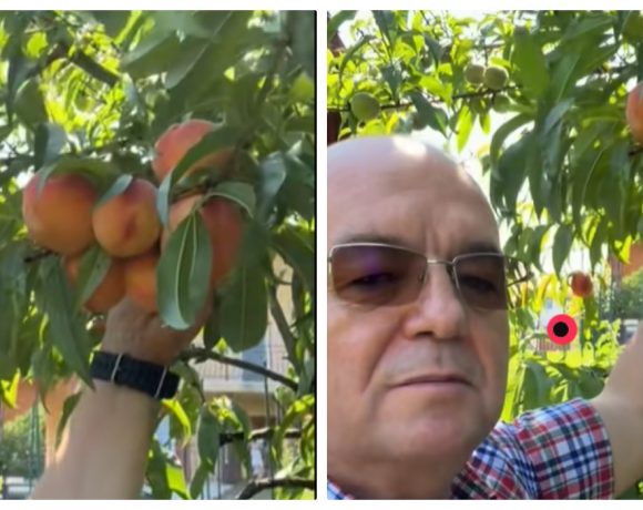 Emil Boc, cel mai mândru gospodar în Ardeal. Si-a lăudat recolta de piersici de la ferma lui din Cluj