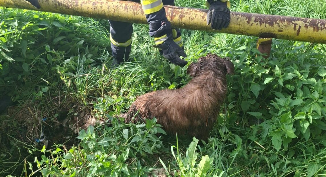 Maxi, cățelul cartierului din Vulcan, salvat de pompieri după ce a căzut într-un canal