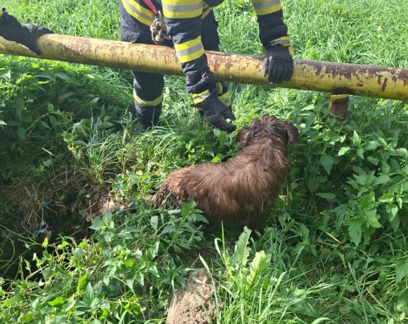 Maxi, cățelul cartierului din Vulcan, salvat de pompieri după ce a căzut într-un canal