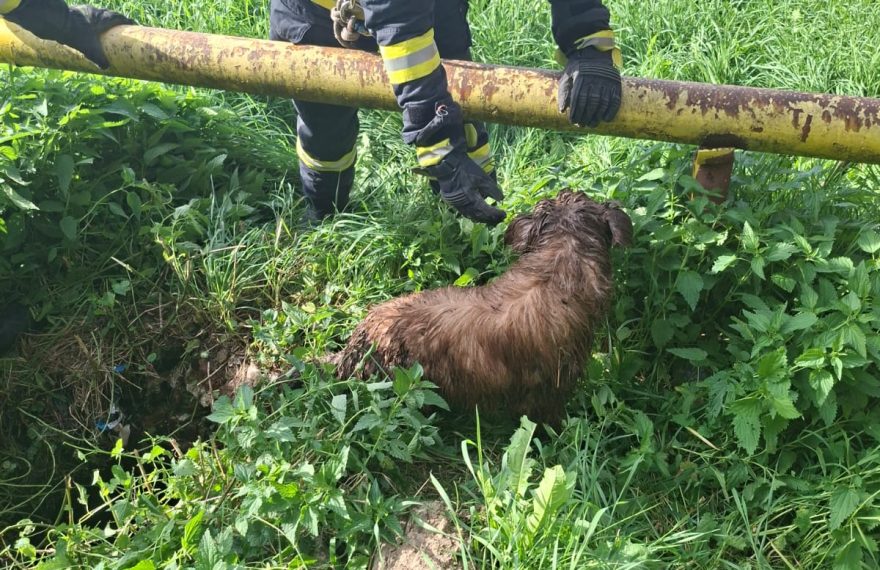 Maxi, cățelul cartierului din Vulcan, salvat de pompieri după ce a căzut într-un canal