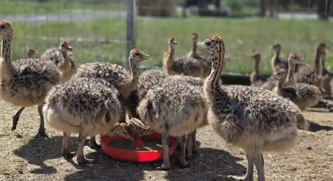 Afacere din Sebes, lider european la productia de carne de strut: ”Ograda cu struti”, pornita in 2009 cu banii de la nunta