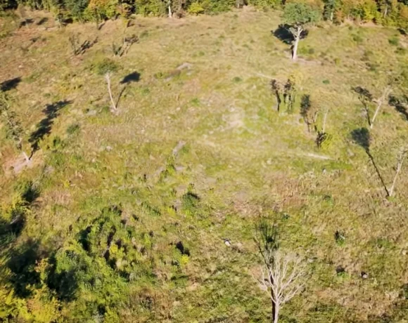 Dezastru ecologic la Brașov: O pădure de stejar veche de peste 300 de ani a fost rasă ilegal. „Sunt numai urzici, iarbă și nimic”