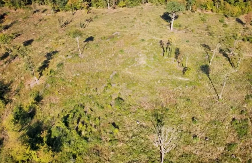 Dezastru ecologic la Brașov: O pădure de stejar veche de peste 300 de ani a fost rasă ilegal. „Sunt numai urzici, iarbă și nimic”