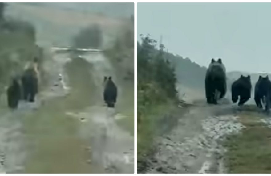 Urșii terorizează o localitate din Ardeal. ”Copiii și persoanele în vârstă se tem să iasă din case” - VIDEO
