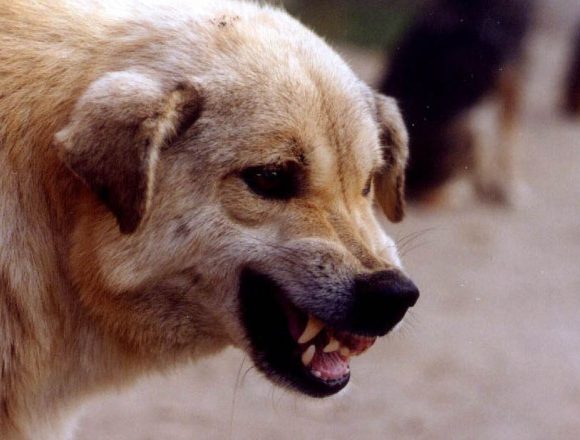 Alba Iulia - Bărbat mușcat pe stradă de un câine lângă Prefectură