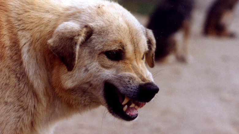 Alba Iulia - Bărbat mușcat pe stradă de un câine lângă Prefectură