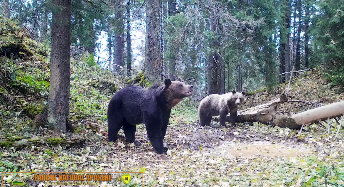VIDEO / Eveniment sălbatic în Parcul Natural Apuseni: Doi urși surprinși de camerele de monitorizare
