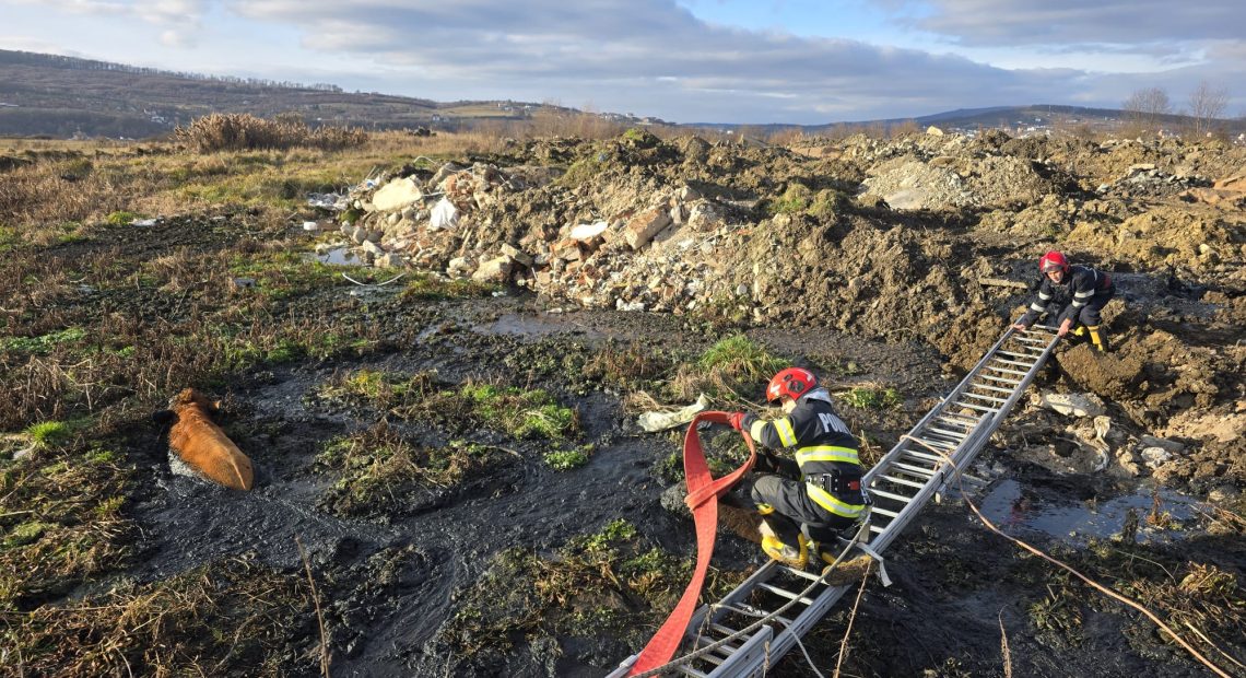 Bivolițe salvate la Bistrița dintr-o mlaștină - FOTO