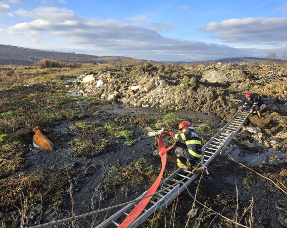 Bivolițe salvate la Bistrița dintr-o mlaștină - FOTO