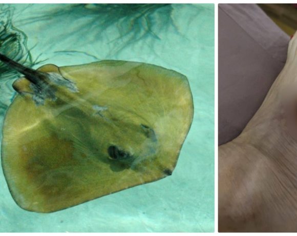 Ardeleancă înțepată de o pisică de mare în Egipt! De 2 luni se luptă cu infecția - FOTO în articol