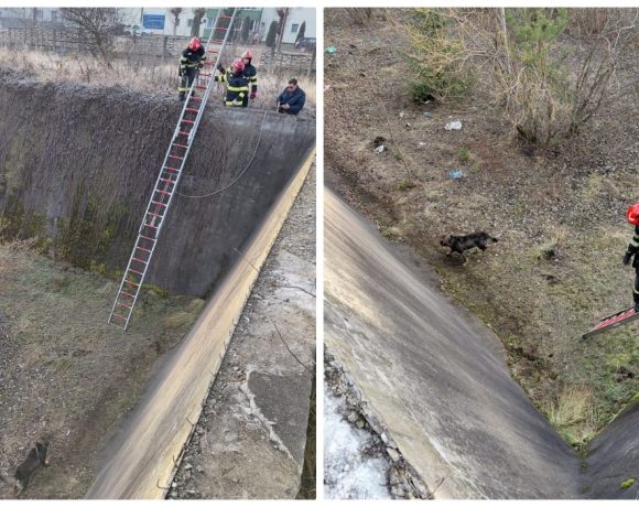 Câine salvat din bazinul pentru bușteni al unei companii din Toplița - FOTO