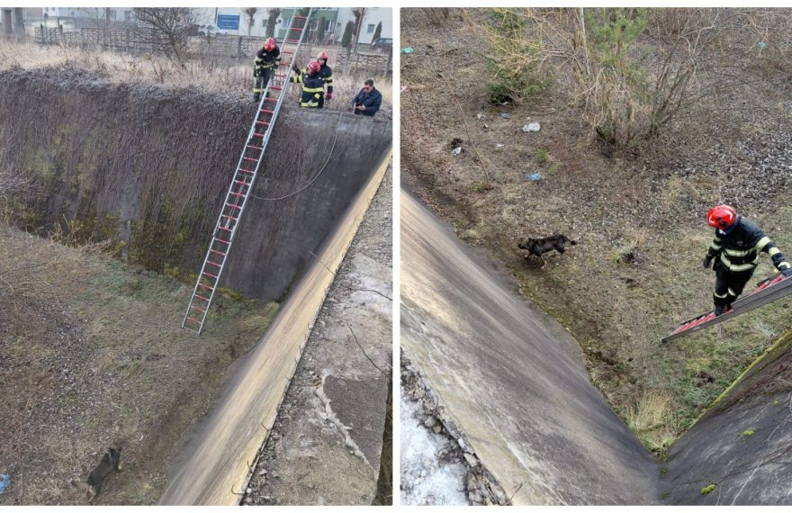 Câine salvat din bazinul pentru bușteni al unei companii din Toplița - FOTO