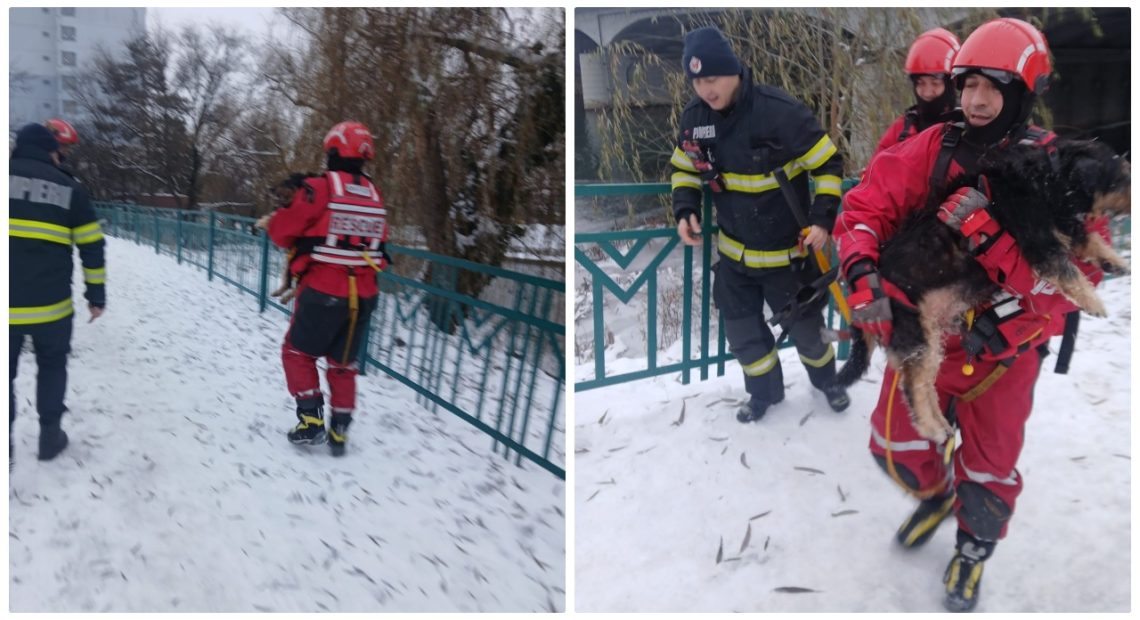 Câine salvat de pompieri din Bihor din apele înghețate - FOTO