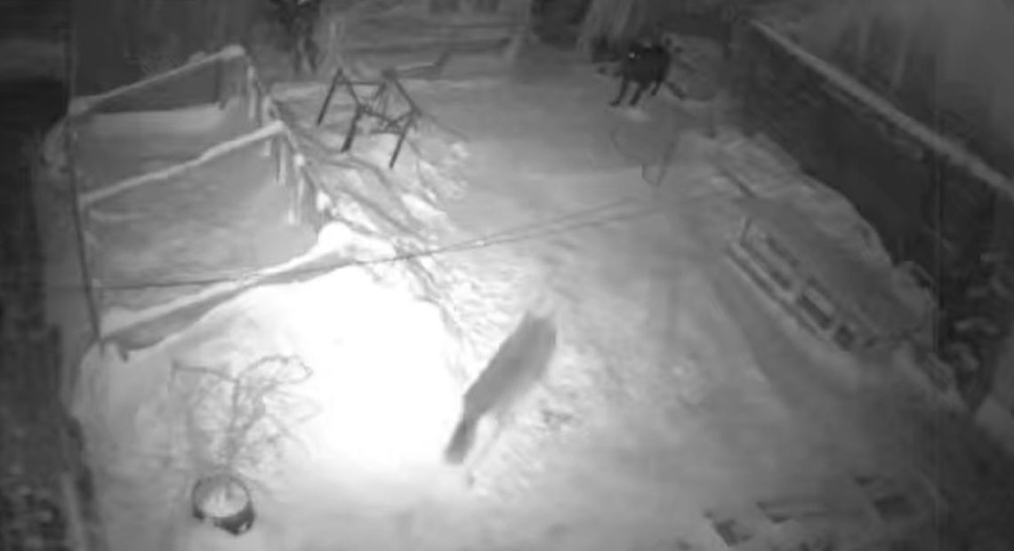 Luptă între un câine masiv și doi lupi, în comuna Mărișel, Cluj - VIDEO