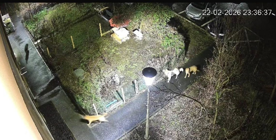 Haite de câini îi terorizează pe băimăreni. ”Așteptăm până o să se întâmple o nenorocire?” - FOTO