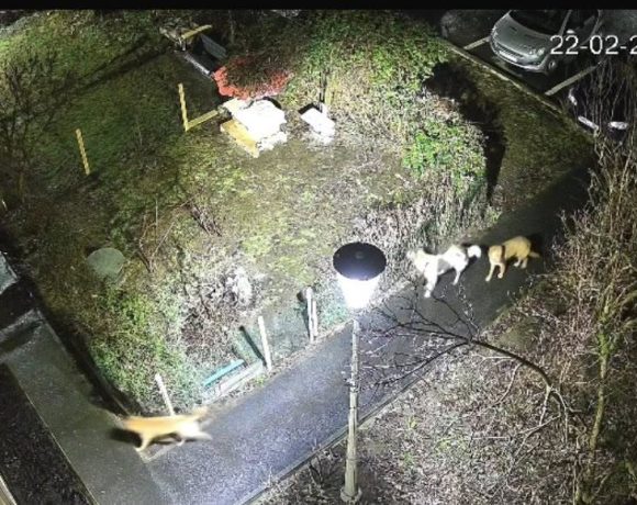 Haite de câini îi terorizează pe băimăreni. ”Așteptăm până o să se întâmple o nenorocire?” - FOTO