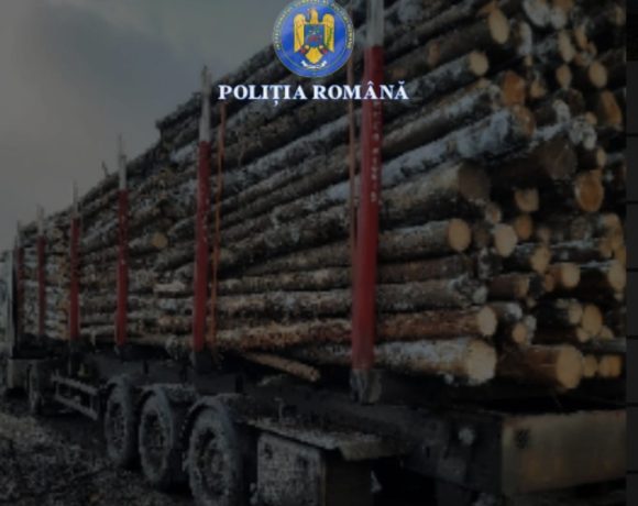 Lemne confiscate în Harghita! S-a aplicat o amendă mică față de jaful produs