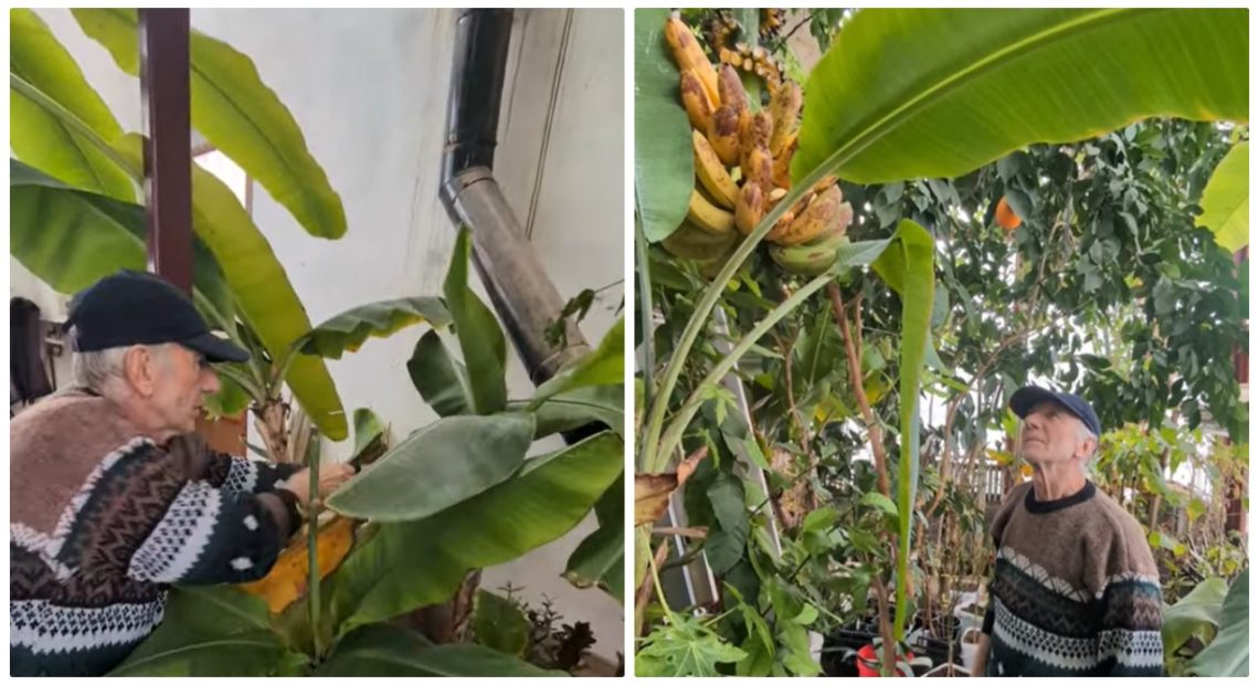 Nea Nelu cultivă fructe exotice lângă Cetatea Alba Carolina: Banane, portocale și papaya, chiar și iarna
