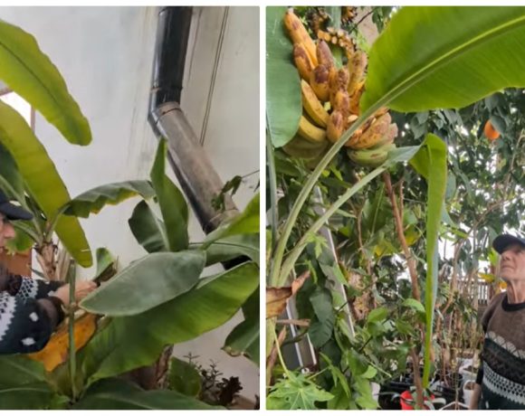 Nea Nelu cultivă fructe exotice lângă Cetatea Alba Carolina: Banane, portocale și papaya, chiar și iarna
