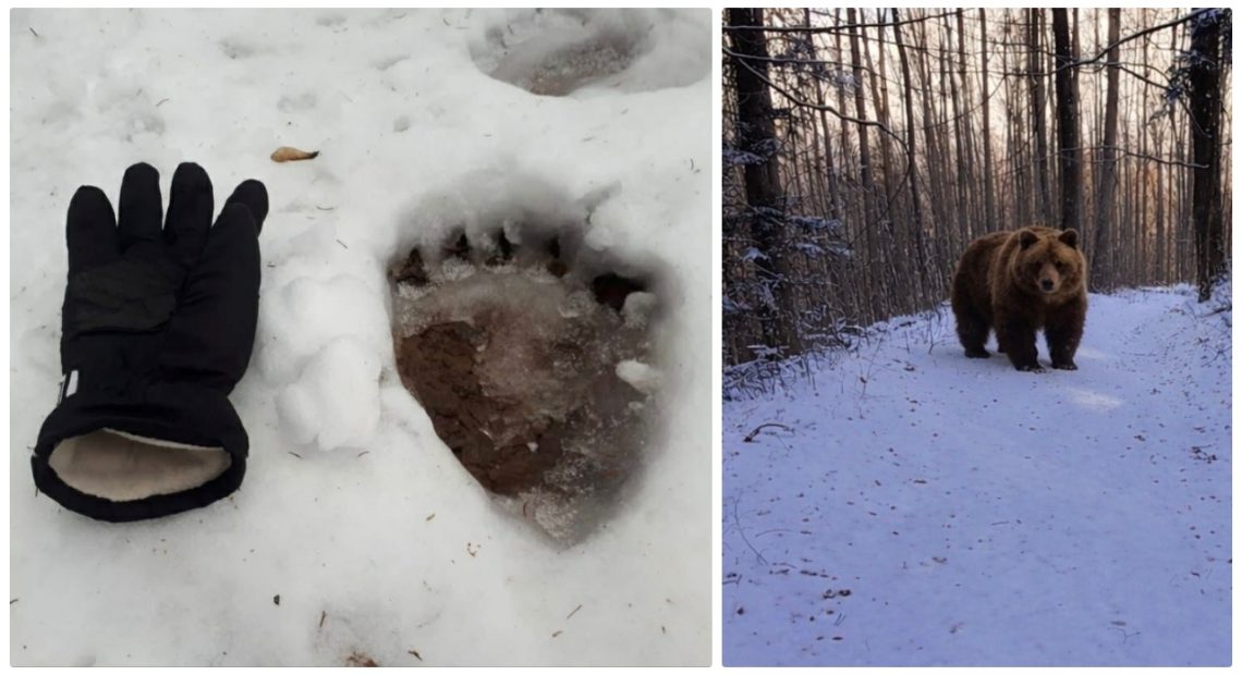 Avertizare Salvamont în Munții Gutâi: Activitate intensă a urșilor pe trasee turistice frecventate