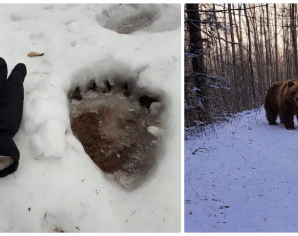 Avertizare Salvamont în Munții Gutâi: Activitate intensă a urșilor pe trasee turistice frecventate