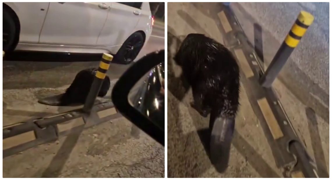 Castor rătăcit printre mașini în Bistrița. Animalul a fost salvat de jandarmi și dus înapoi în râul Bistrița Ardeleană