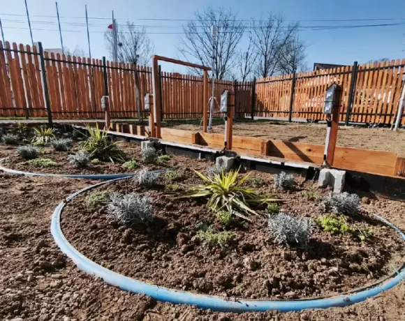 Investiție de 164.500 de euro într-o ”grădina de ploaie” în Satu Mare. Proiect cu scop nobil